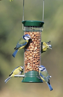 Blue Tit (Parus caeruleus) four adults, feeding at hanging peanut feeder in garden, England, winter