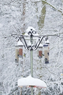 Blue Tit (Parus caeruleus) adults, flock feeding at snow covered birdfeeders in woodland, Brentwood, Essex, England