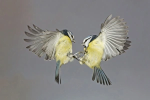 Special Prints: Blue Tit (Parus caeruleus) two adults