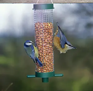 Feeder Prints: Blue Tit (Parus caeruleus) and European Nuthatch (Sitta europaea) adults