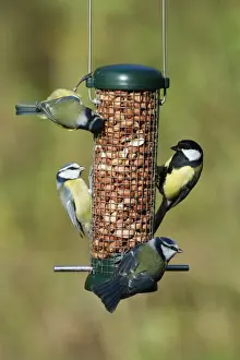 Hanging Prints: Blue Tit (Parus caeruleus) and Great Tit (Parus major) adults