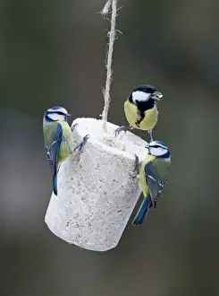 Blue Tit (Parus caeruleus) and Great Tit (Parus major) adults, feeding on fat feeder in garden, England, winter