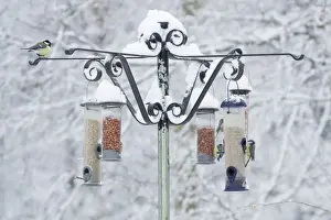 Blue Tit (Parus caeruleus) and Great Tit (Parus major) adults, flock feeding at snow covered birdfeeders in woodland