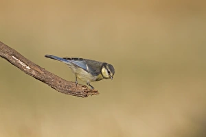 Cyanistes Prints: Blue Tit (Parus caeruleus) juvenile, perched on twig, Northern Spain, july