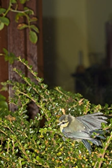 Blue Tit (Parus caeruleus) juvenile, recovering after hitting window, Norfolk, England, august