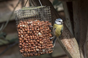 Blue Prints: Blue tit on peanut basket
