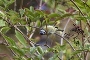 Caeruleus Prints: Blue tit preening