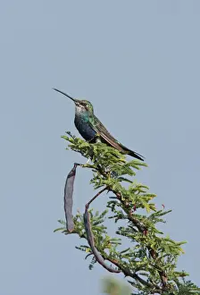 Trochilidae Prints: Blue-tufted Starthroat (Heliomaster furcifer) adult male