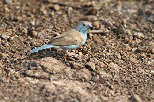 Blue Waxbill (Uraeginthus angolensis) adult, foraging on ground, Livingstone, Zambia, october