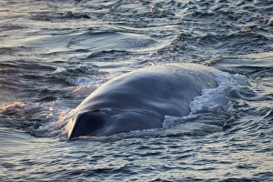 Whale Prints: Blue Whale (Balaenoptera musculus) adult