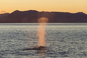 Blue Whale (Balaenoptera musculus) adult, surfacing and spouting, in coastal habitat with light of midnight sun