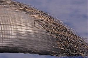 Whale Prints: Blue Whale (Balaenoptera musculus) baleen plate, Maldives, march