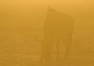 Blue Wildebeest (Connochaetus taurinus) adult, grazing, backlit in glow at sunset, Etosha N. P. Kunene, Namibia