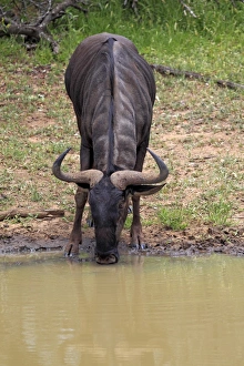 Waterholes Prints: Blue Wildebeest (Connochaetus taurinus) adult