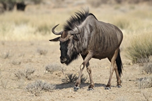 Blue Wildebeest (Connochaetus taurinus) adult, walking, Kgalagadi Transfrontier Park, Kalahari Gemsbok N. P