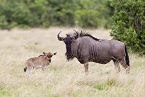 Southern Africa Prints: Blue Wildebeest (Connochaetus taurinus) adult female with young calf