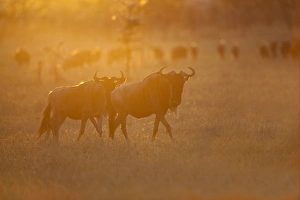 Blue Wildebeest (Connochaetus taurinus) two adults, with herd in background, on migration at dawn, Masai Mara, Kenya