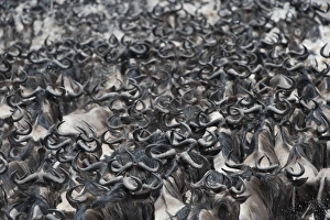 Mara Prints: Blue Wildebeest (Connochaetus taurinus) adults