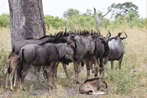 Blue Wildebeest (Connochaetus taurinus) adults with calves, standing under tree, Okavango Delta, Botswana