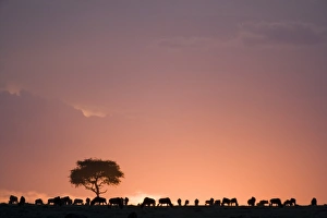 Sun Set Prints: Blue Wildebeest (Connochaetus taurinus) herd