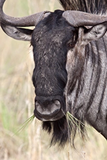 Blue Prints: Blue Wildebeest eating grass