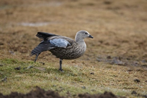 Horn Of Africa Prints: Blue-winged Goose (Cyanochen cyanopterus) adult