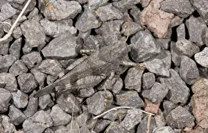 Stones Prints: Blue-winged Grasshopper (Oedipoda caerulescens) adult