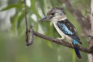 Kingfishers Prints: Blue-winged Kookaburra (Dacelo leachii) adult male