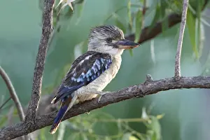 Blue-winged Kookaburra (Dacelo leachii) adult male, perched on branch, Northern Territory, Australia