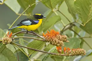 Equatorial Prints: Blue-winged Mountain Tanager (Anisognathus somptuosus) adult