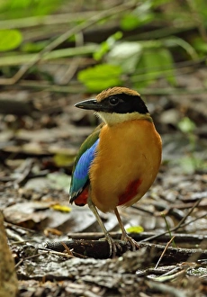 Kaeng Krachan Prints: Blue-winged Pitta (Pitta moluccensis) adult