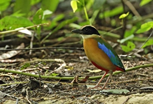 Blue-winged Pitta (Pitta moluccensis) adult, standing on forest floor, near Kaeng Krachan, Thailand, May
