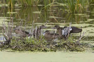 Squabbles Prints: Blue-winged Teal (Anas discors) four juveniles