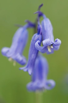 Liliaceae Prints: Bluebell (Endymion non-scriptus) close-up of flower, Kent, England, may