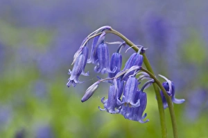 Bluebell (Endymion non-scriptus) close-up of flowers, growing in deciduous woodland, Blickling, Norfolk, England, April