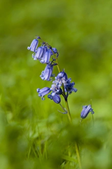 Wensleydale Prints: Bluebell (Endymion non-scriptus) flowering