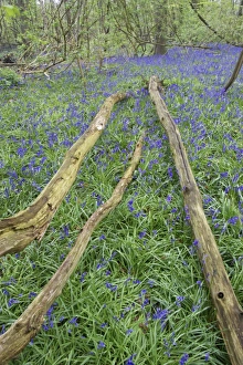 Bluebell (Endymion non-scriptus) flowering, mass growing beside logs in deciduous woodland habitat