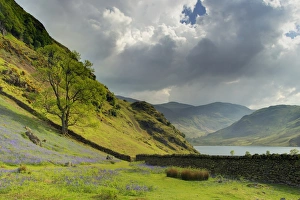 Bluebell (Endymion non-scriptus) flowering, mass growing in fell habitat beside lake, Crummock Water