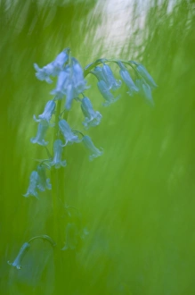 Bluebell (Endymion non-scriptus) flowering, soft focus, Kent, England, May