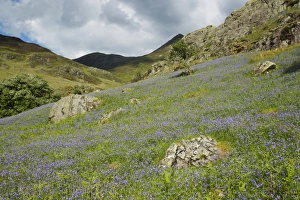Bluebell (Endymion non-scriptus) flowering, mass growing in fell habitat, Grasmoor, Lake District N. P