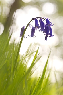 Floor Prints: Bluebell (Endymion non-scriptus) flowering, growing in oak woodland, Powys, Wales, June