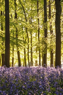 Bluebell (Endymion non-scriptus) flowering mass, growing in Common Beech (Fagus sylvatica) woodland habitat