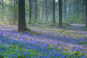 Bluebell (Endymion non-scriptus) flowering mass, growing in oak woodland habitat at dawn, Norfolk, England, April