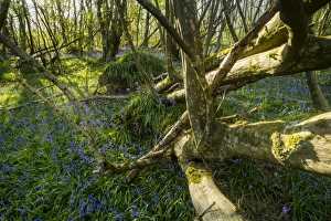 Bluebell (Endymion non-scriptus) flowering mass, growing beside fallen Common Ash (Fraxinus excelsior)