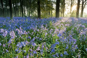 Bluebell (Endymion non-scriptus) flowering mass, in Common Beech (Fagus sylvatica) woodland habitat at sunrise, Kent