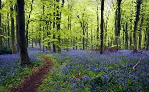Bluebell (Endymion non-scriptus) flowering mass, growing beside path in Common Beech (Fagus sylvatica)