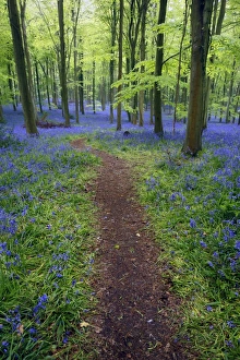 Bluebell (Endymion non-scriptus) flowering mass, growing beside path in Common Beech (Fagus sylvatica)