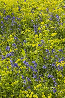 Bluebell (Endymion non-scriptus) and Wood Spurge (Euphorbia amygdaloides) flowering mass, growing in coppice woodland