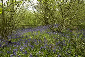 Blue Prints: Bluebell, Hyacinthoides non-scripta