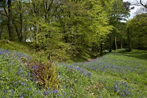 Site Prints: bluebells flowering at Blackbury Camp